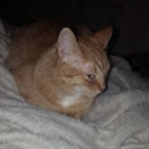 Meet your Posher, Shelly